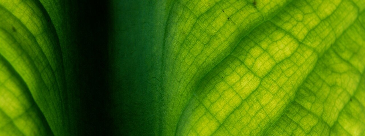 Skunk Cabbage Leaf