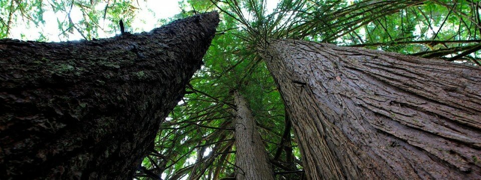 Pillars of the Community (Spruce and Cedar)
