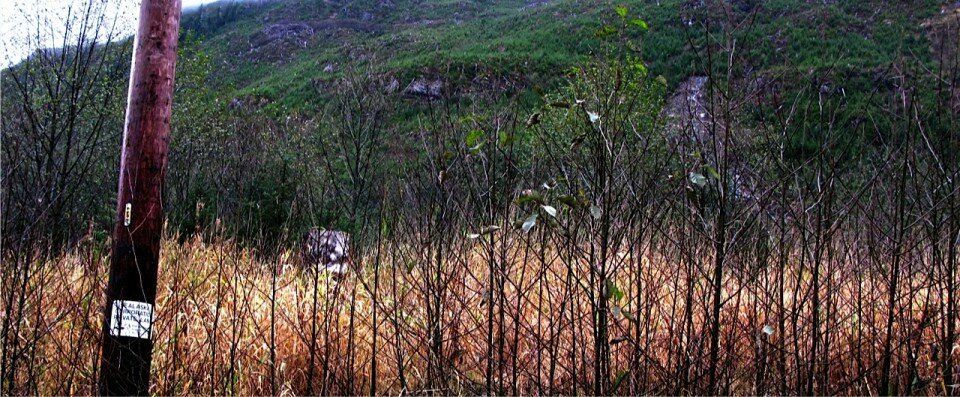 Sealaska clearcut on unstable slopes of Prince of Wales Island resulting in a fresh landslide seen in the center of the image frame. Note, not one tree left standing in this once heavily forested slope.