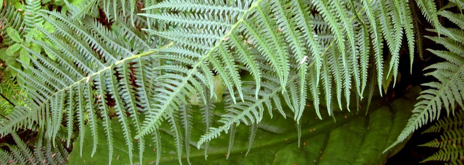 Fern & skunk cabbage